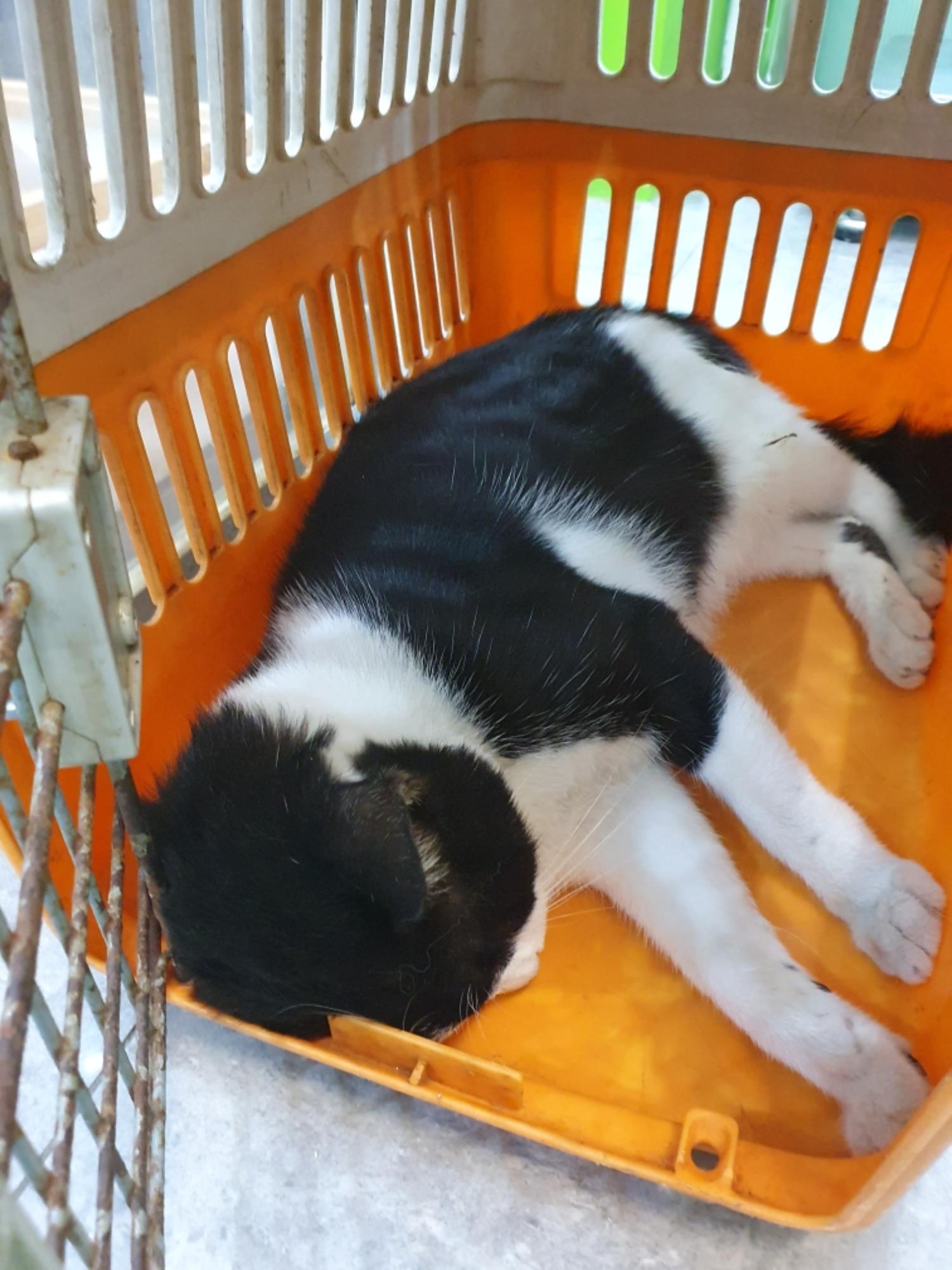 펫앤쉘터동물병원_441378202401196